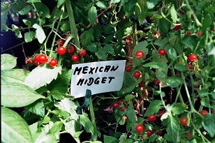 Beliebte Tomatensorte aus dem Anbau des Krutergarten Glashtte.